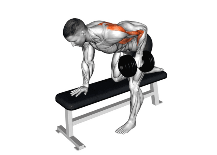 Homme en 3D effectuant un rowing unilatéral avec haltère sur un banc, illustrant un exercice de musculation pour le dos.