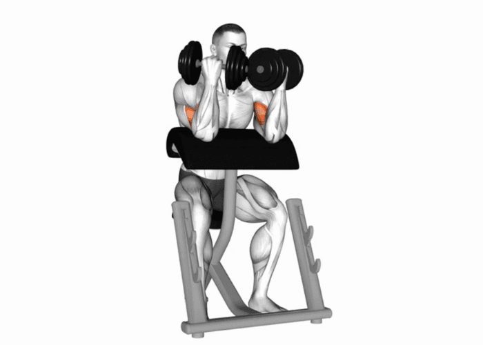 Homme en 3D réalisant un curl biceps au pupitre avec deux haltères, illustrant un exercice de musculation pour les bras.