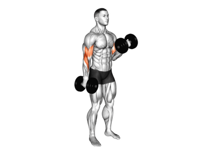 Homme en 3D réalisant un curl biceps avec haltères, illustrant un exercice de musculation pour les bras.