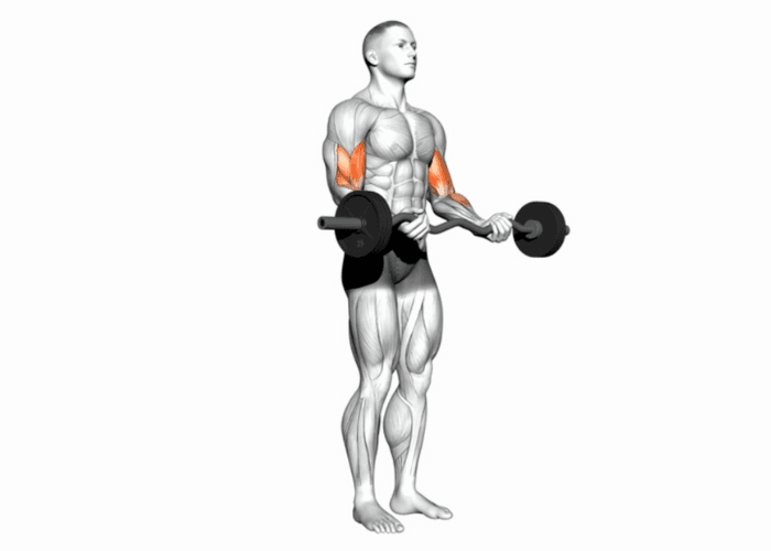 Homme en 3D réalisant un curl à la barre EZ, illustrant un exercice de musculation pour les biceps.