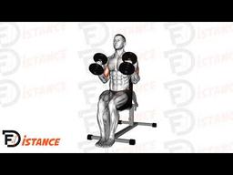 Exercice Curl marteau assis avec haltères