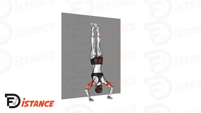 Pompes en équilibre sur les mains (Handstand Push-Ups)