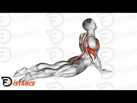 Pompes phoque (Seal push ups)