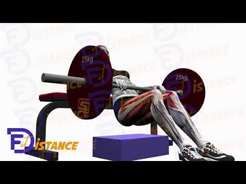 Hip thrust - Relevé de bassin à la barre