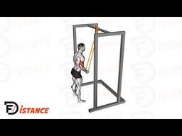 Exercice Extensions des Triceps avec élastiques